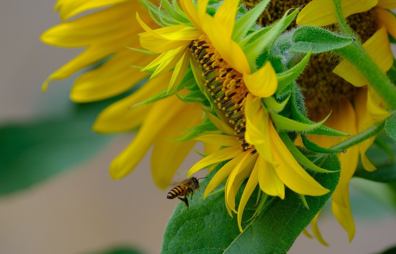 sunflower, insect, flower, flora, flower wallpaper, flower background, beautiful flowers, nature