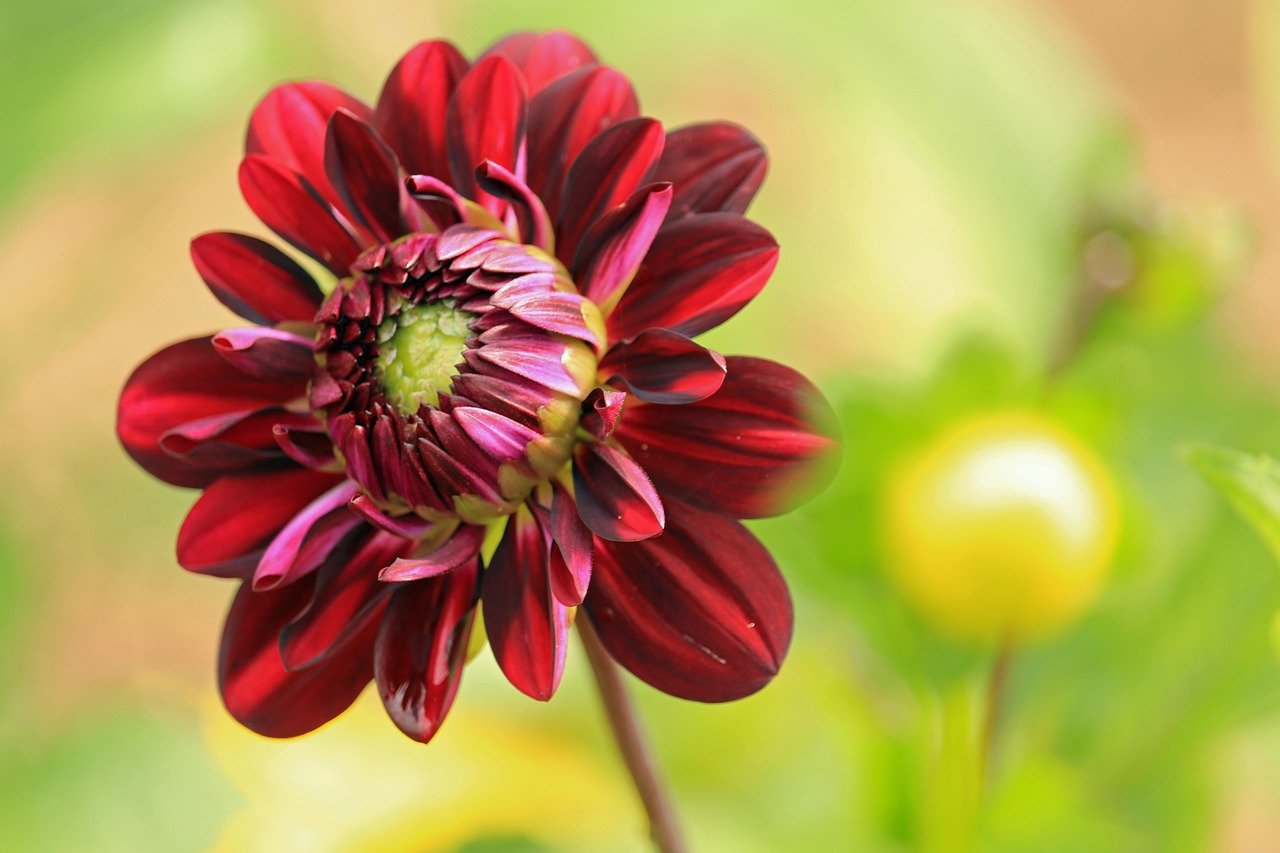 dahlia, flower, flower wallpaper, flower background, plant, beautiful flowers, red flower, petals, bloom, blossom, nature