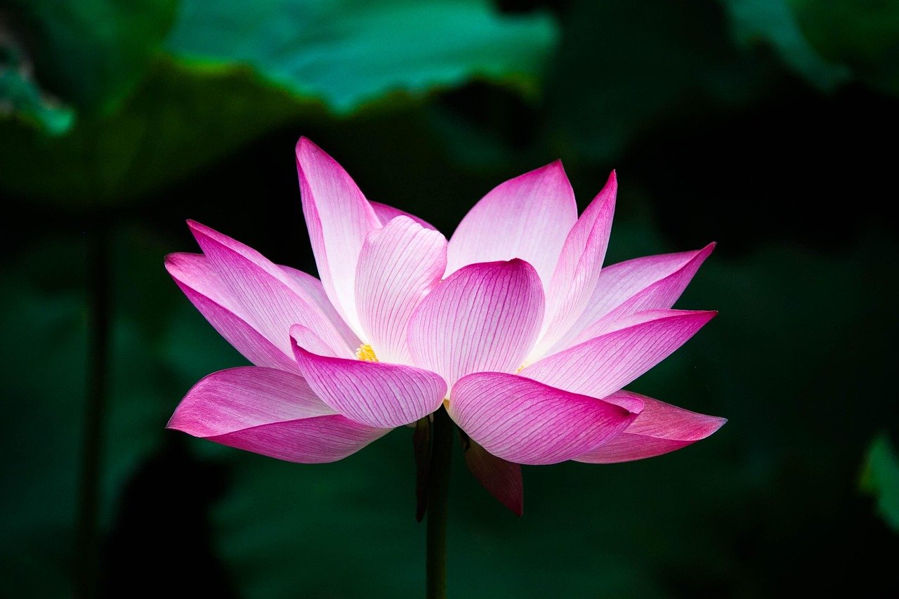 lotus, flower, bloom, blossom, lotus flower, pink flower, petals, pink petals, beautiful flowers, flower background, aquatic plant, flower wallpaper, flora, nature, close up